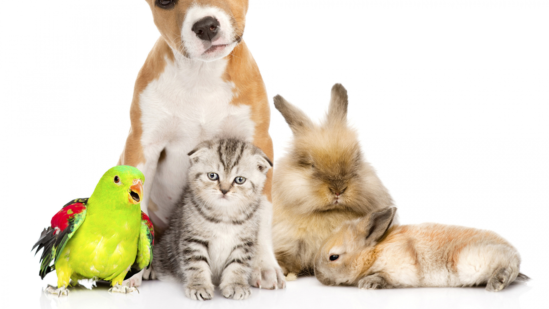 Orange Tabby Cat and Brown and White Cat. Wallpaper in 1920x1080 Resolution