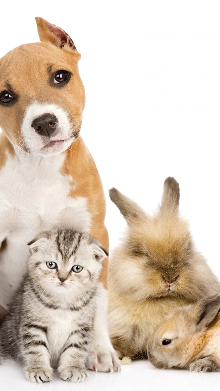 Orange Tabby Cat and Brown and White Cat. Wallpaper in 720x1280 Resolution