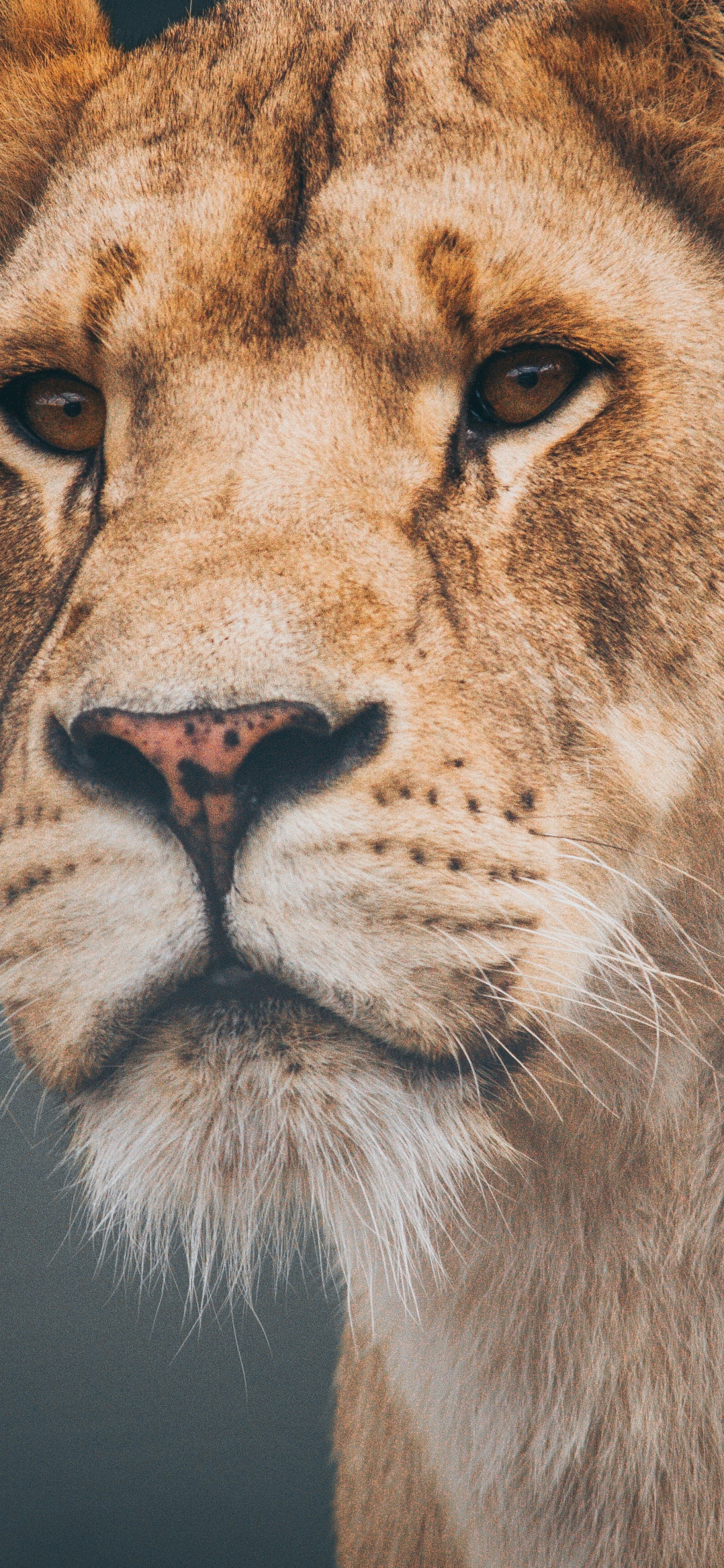 Brown Lion With Black Background. Wallpaper in 1242x2688 Resolution