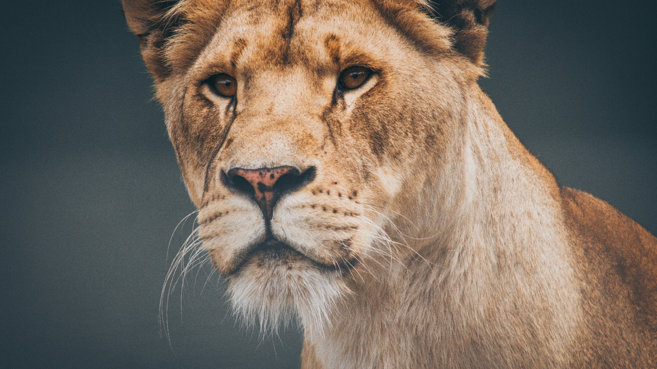 狮子, 野生动物, 陆地动物, 头发, 猫科 壁纸 1280x720 允许