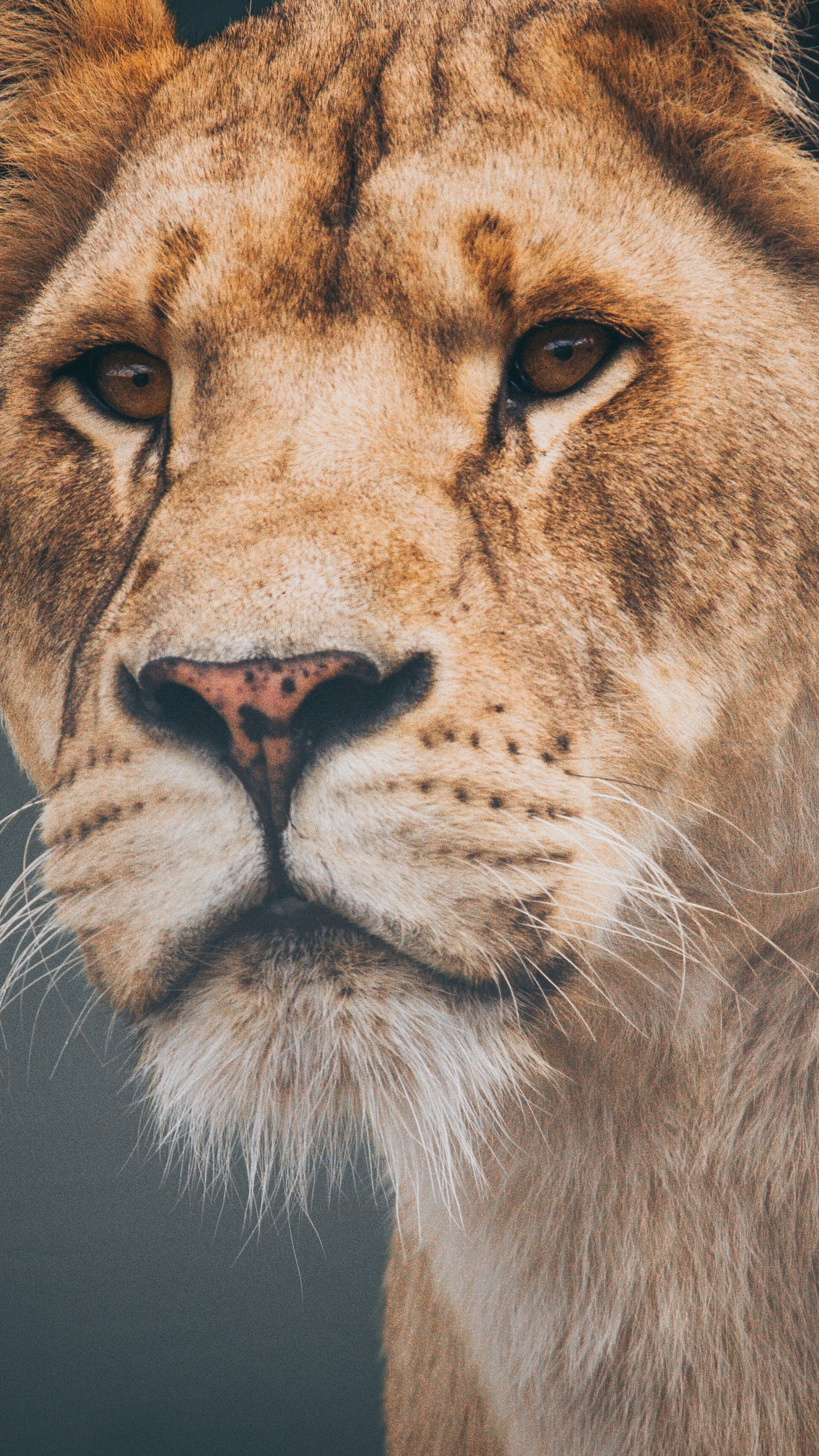 狮子, 野生动物, 陆地动物, 头发, 猫科 壁纸 1440x2560 允许