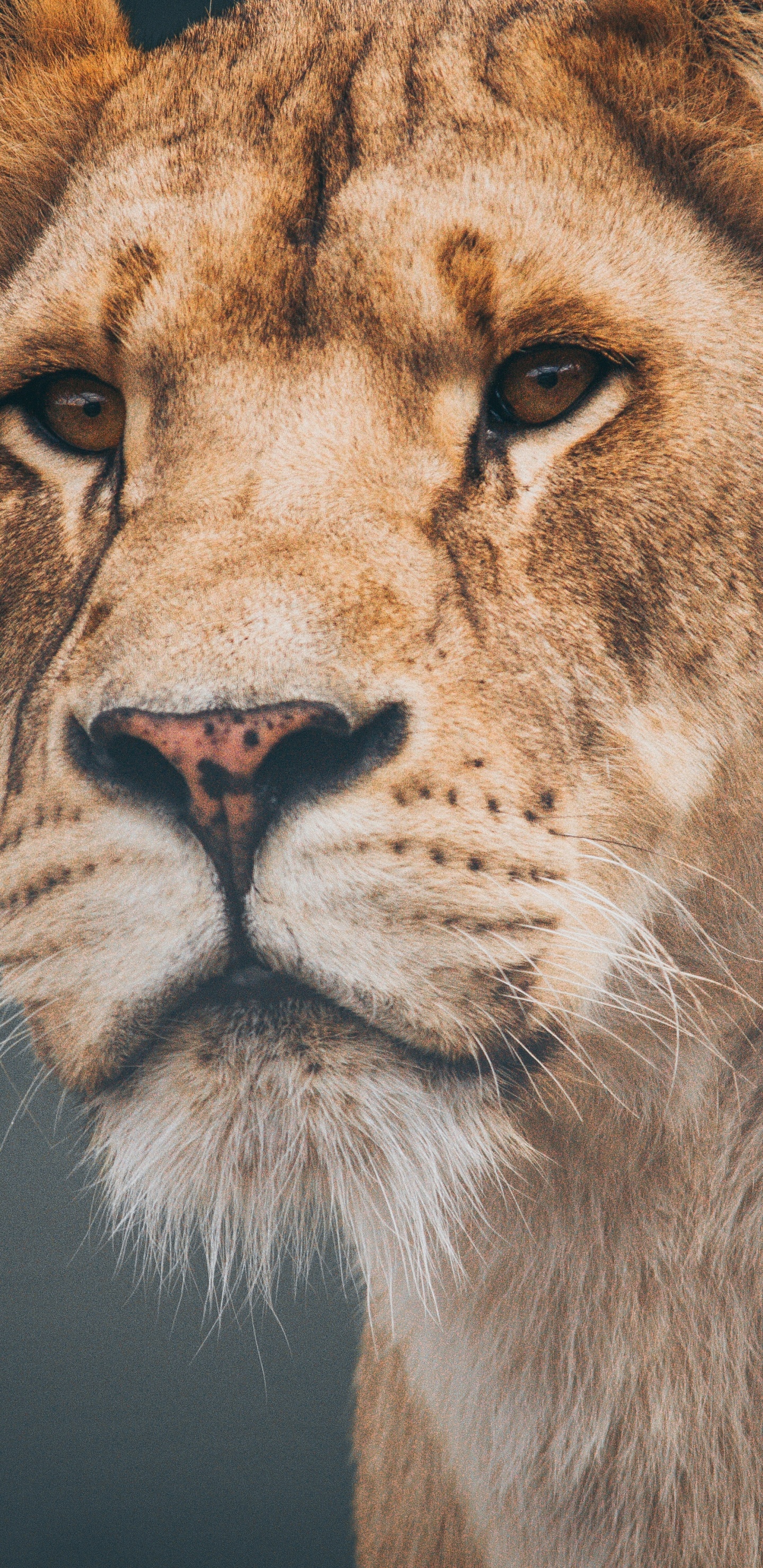 狮子, 野生动物, 陆地动物, 头发, 猫科 壁纸 1440x2960 允许