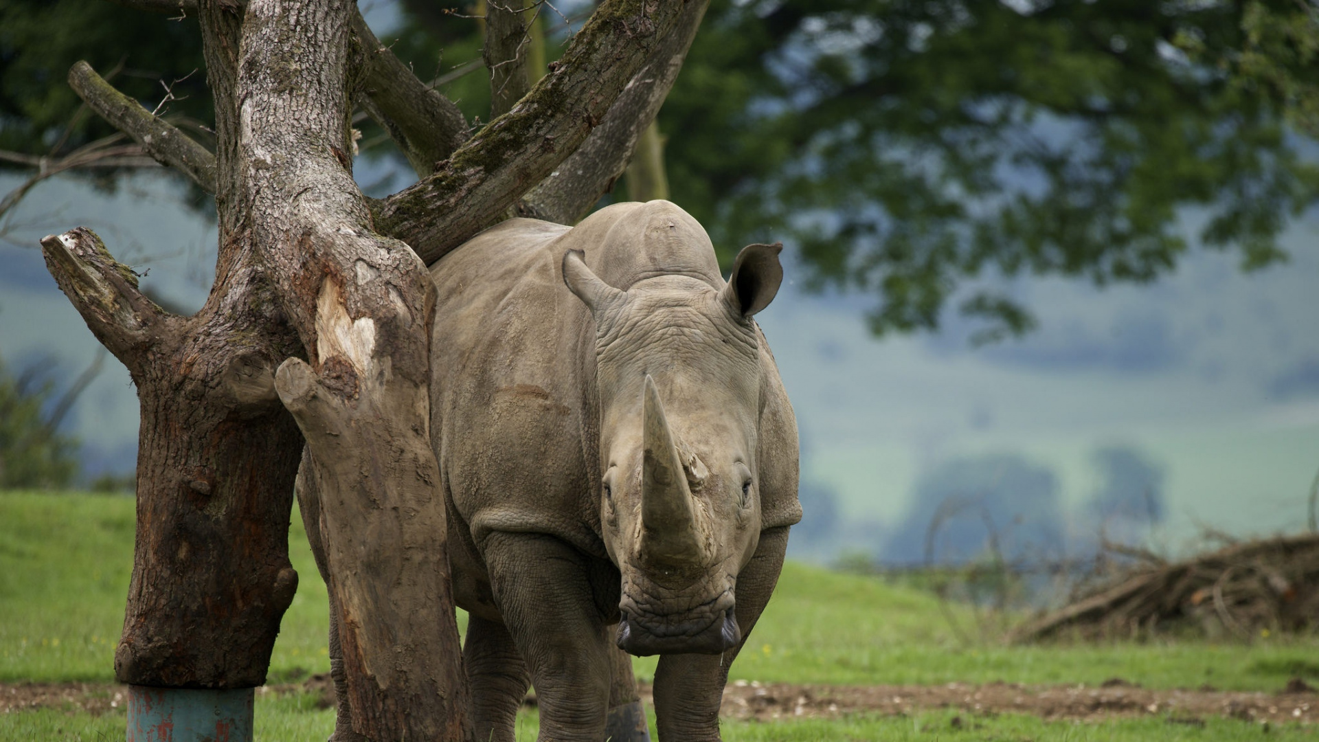 Elefante Gris en el Campo de Hierba Verde Durante el Día. Wallpaper in 1920x1080 Resolution