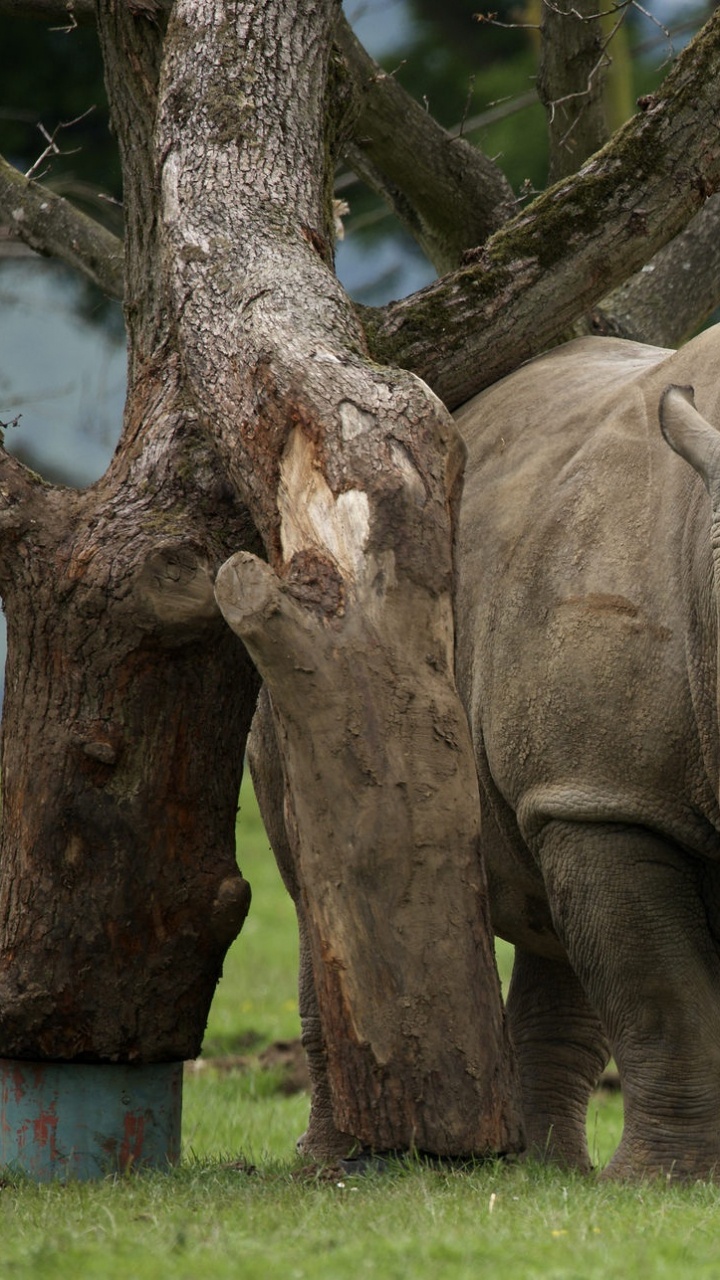 Éléphant Gris Sur Terrain D'herbe Verte Pendant la Journée. Wallpaper in 720x1280 Resolution