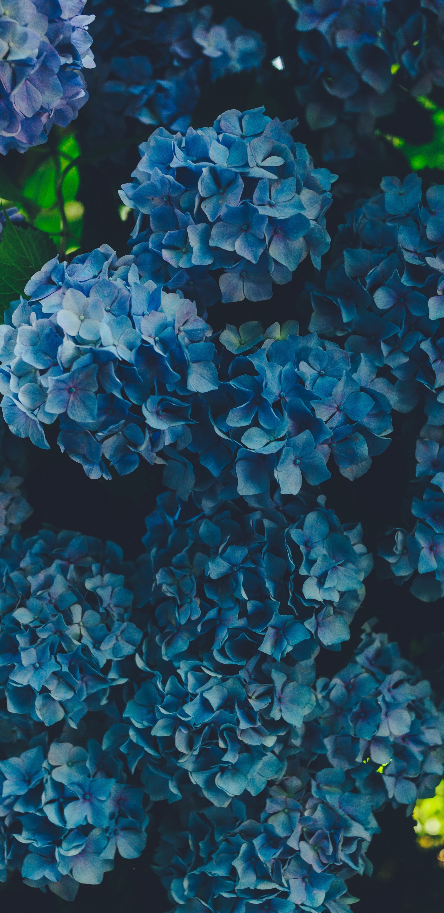 Blue Hydrangeas in Bloom During Daytime. Wallpaper in 1440x2960 Resolution