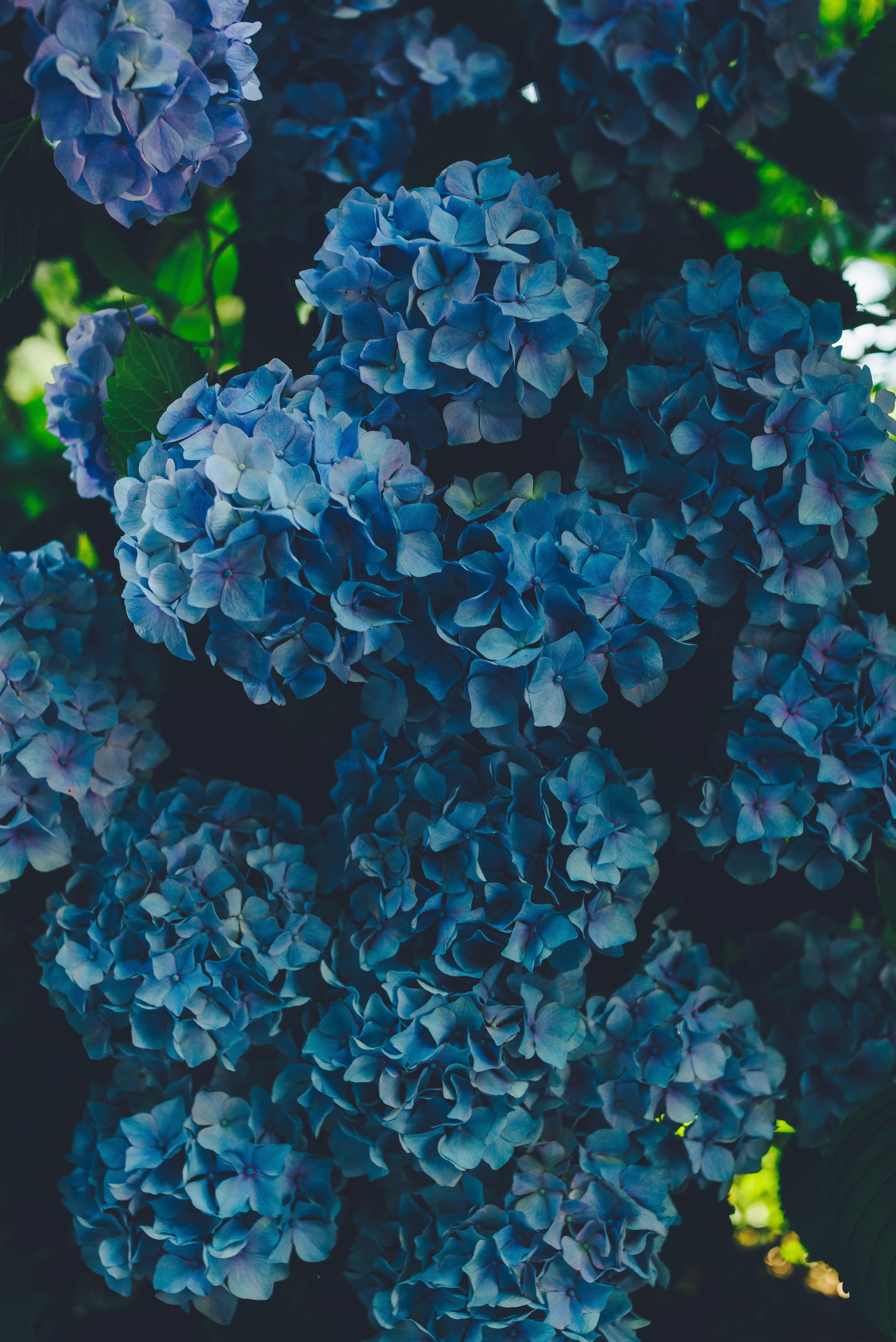 40 Hydrangea Desktop Wallpaper Free  WallpaperSafari