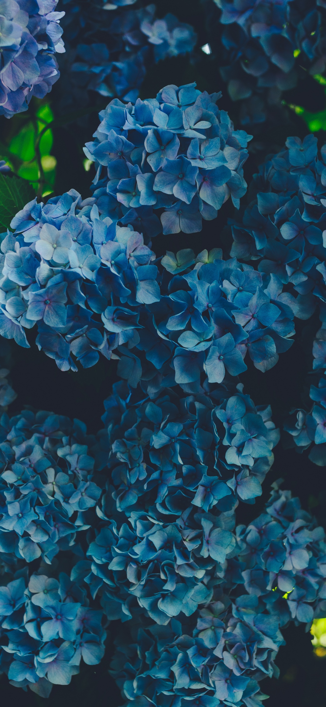 Hortensias Azules en Flor Durante el Día. Wallpaper in 1242x2688 Resolution