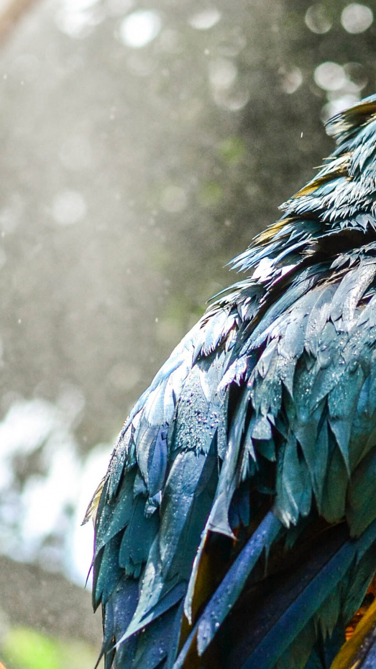 Blauer Und Gelber Vogel Auf Braunem Ast. Wallpaper in 750x1334 Resolution