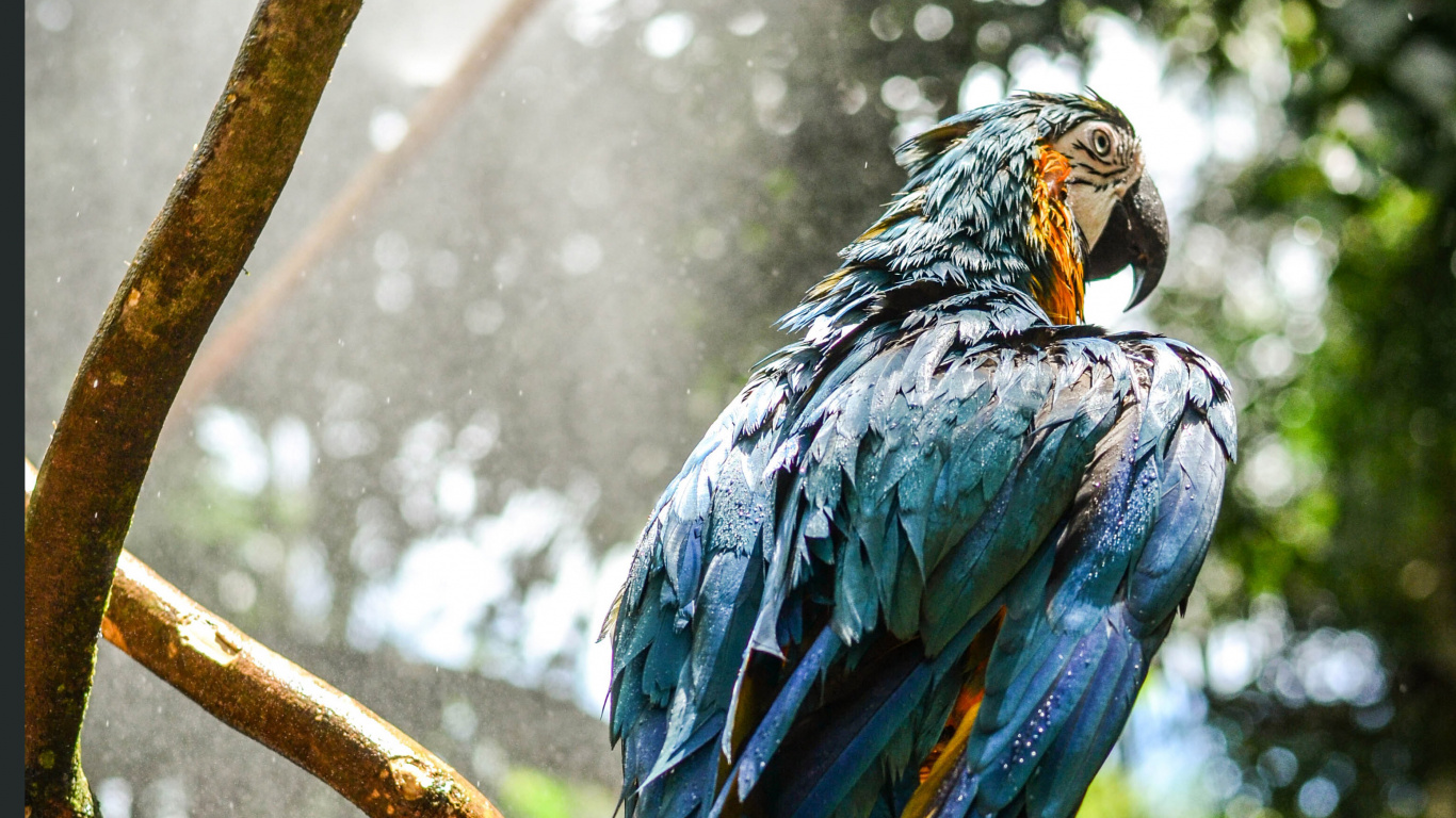 Blue and Yellow Bird on Brown Tree Branch. Wallpaper in 1366x768 Resolution