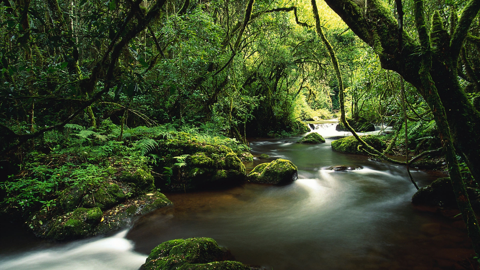 Green Trees Beside River During Daytime. Wallpaper in 1920x1080 Resolution