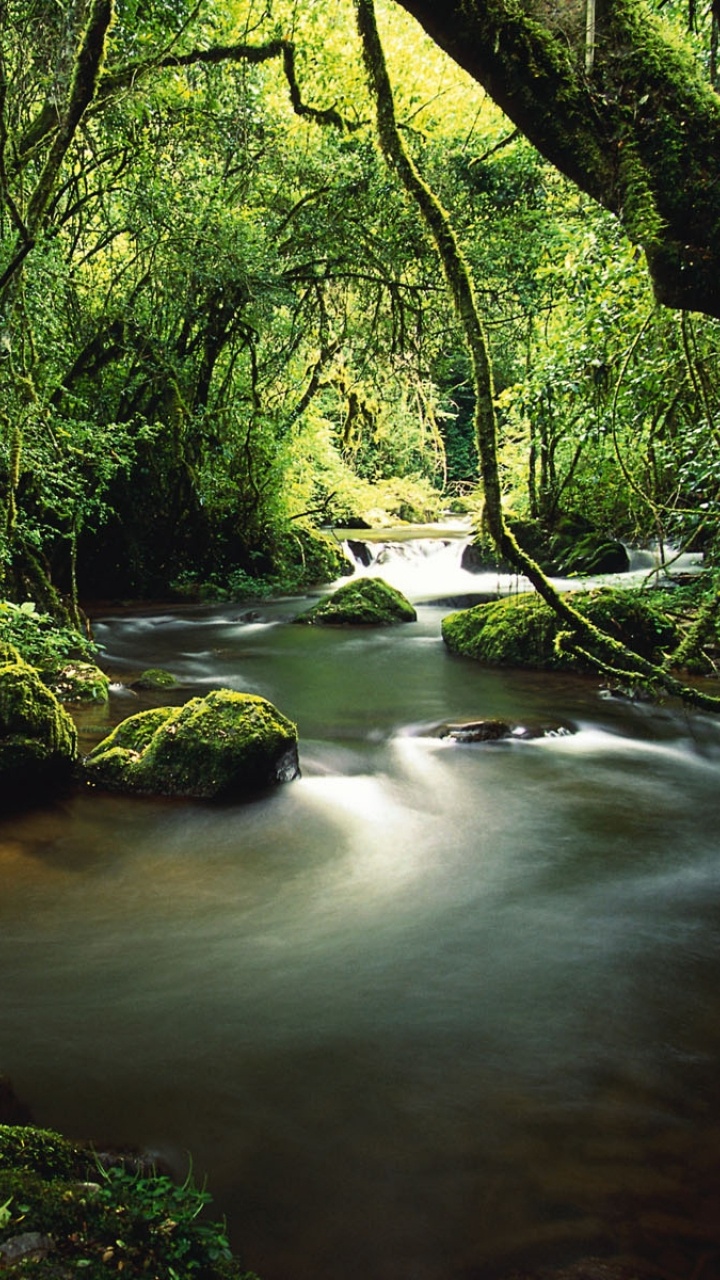 Green Trees Beside River During Daytime. Wallpaper in 720x1280 Resolution