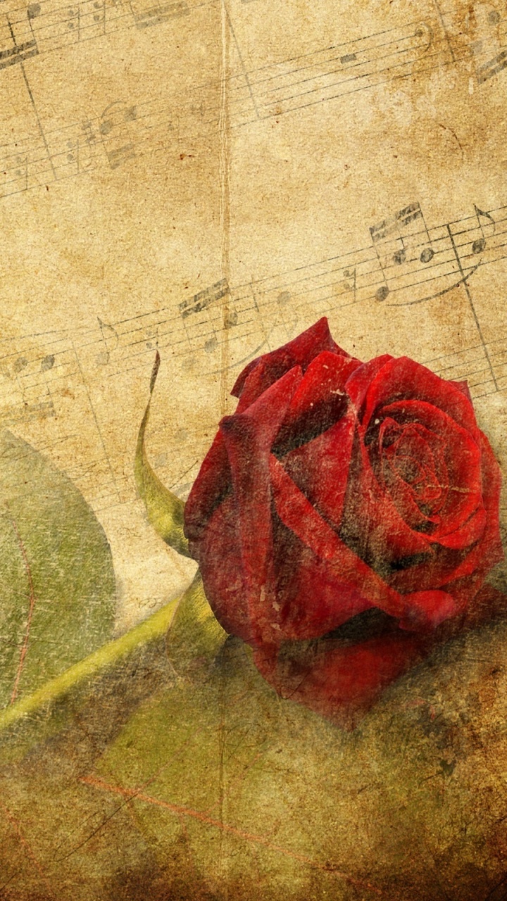 Klassische Musik, Klavier, Noten, Wand, Blütenblatt. Wallpaper in 720x1280 Resolution