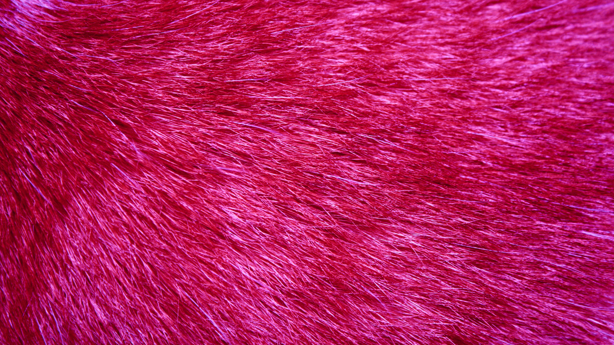 Textil Rojo en Fotografía de Cerca. Wallpaper in 2560x1440 Resolution