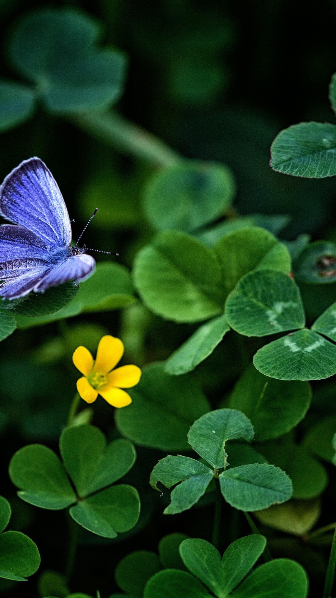 Insecte, Pollinisateurs, Les Arthropodes, Green, Nature. Wallpaper in 1080x1920 Resolution