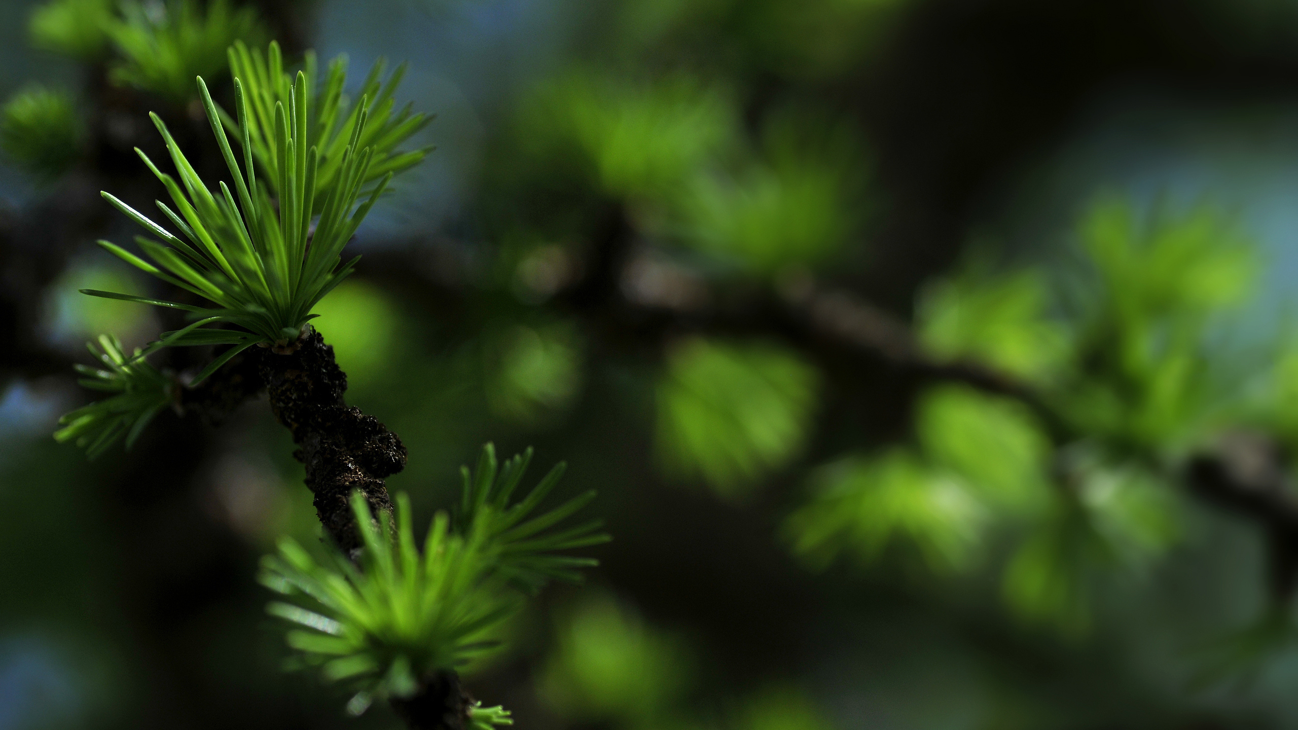 Green Plant in Close up Photography. Wallpaper in 2560x1440 Resolution