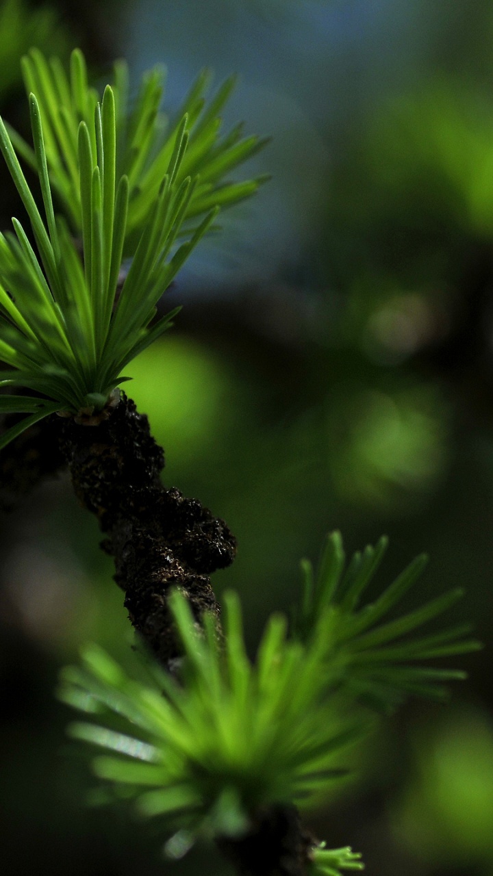 Plante Verte en Gros Plan. Wallpaper in 720x1280 Resolution