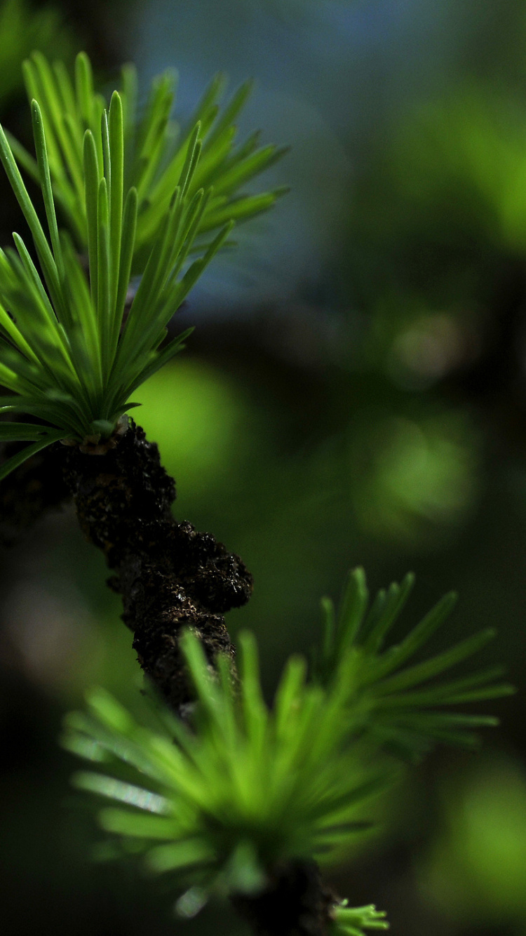 Plante Verte en Gros Plan. Wallpaper in 750x1334 Resolution