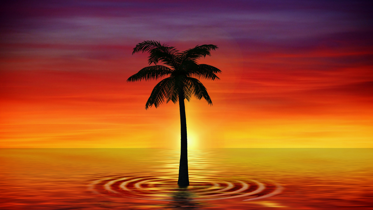Palmier Sur la Plage Pendant le Coucher du Soleil. Wallpaper in 1280x720 Resolution