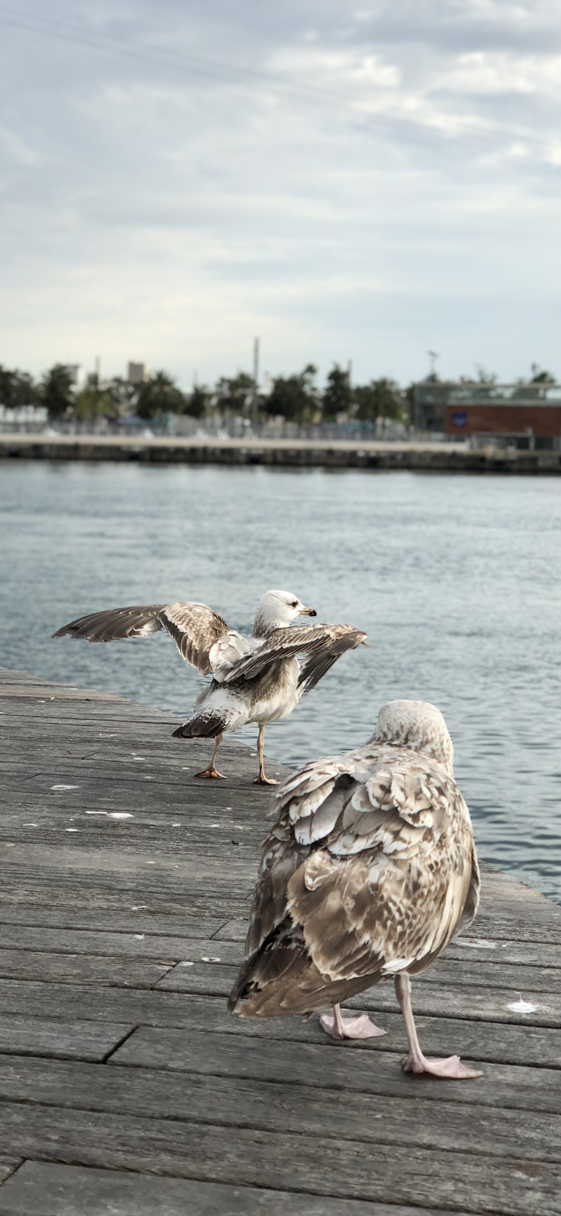 Gull, European Herring Gull, Birds, Water, Wader. Wallpaper in 1125x2436 Resolution