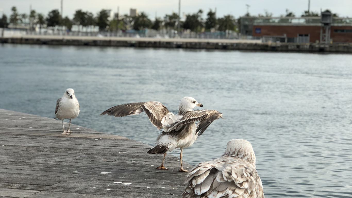 Gull, European Herring Gull, Birds, Water, Wader. Wallpaper in 1366x768 Resolution