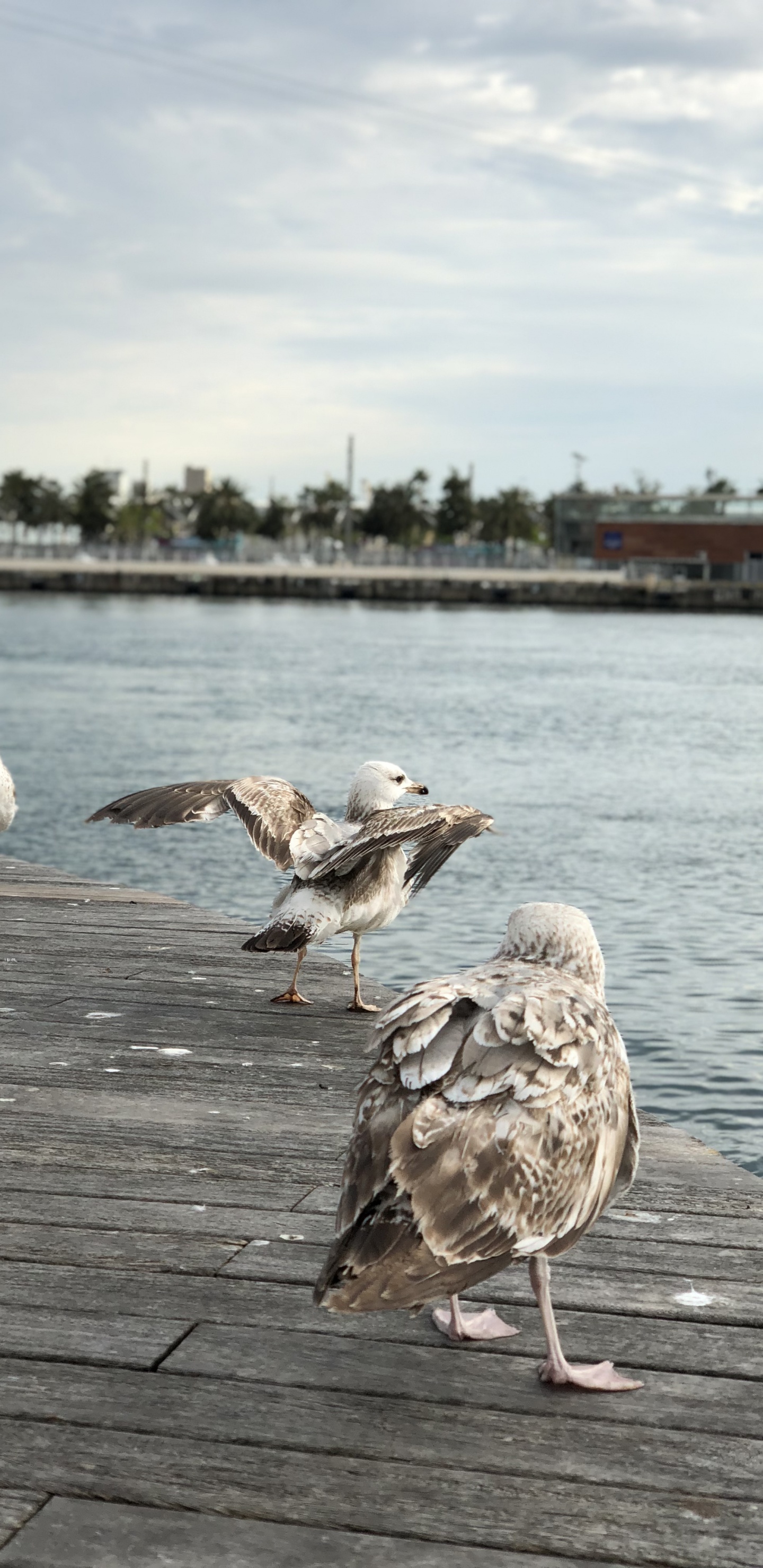 Gull, European Herring Gull, Birds, Water, Wader. Wallpaper in 1440x2960 Resolution