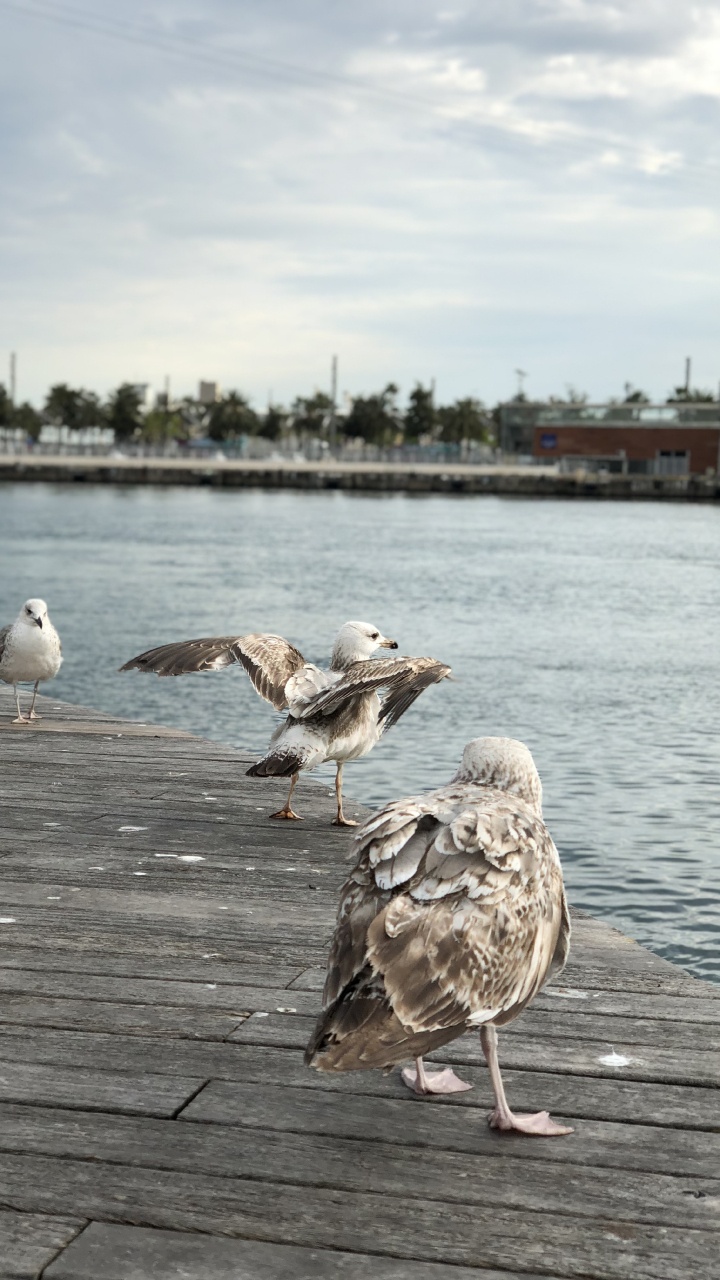 Gull, European Herring Gull, Birds, Water, Wader. Wallpaper in 720x1280 Resolution
