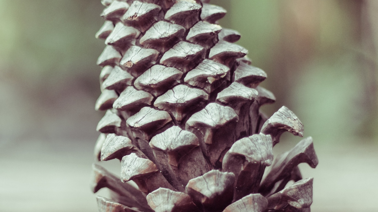Pomme de Pin Marron Sur Une Table en Bois Marron. Wallpaper in 1280x720 Resolution