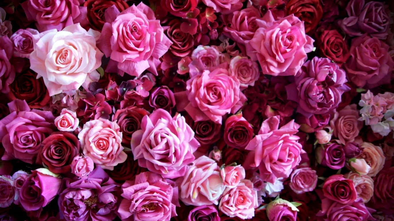 Pink and White Rose Bouquet. Wallpaper in 1366x768 Resolution