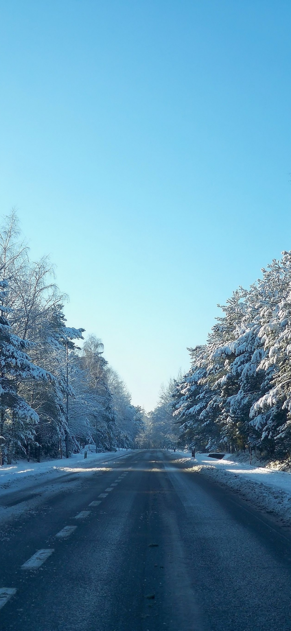 Route Couverte de Neige Entre Les Arbres Pendant la Journée. Wallpaper in 1242x2688 Resolution