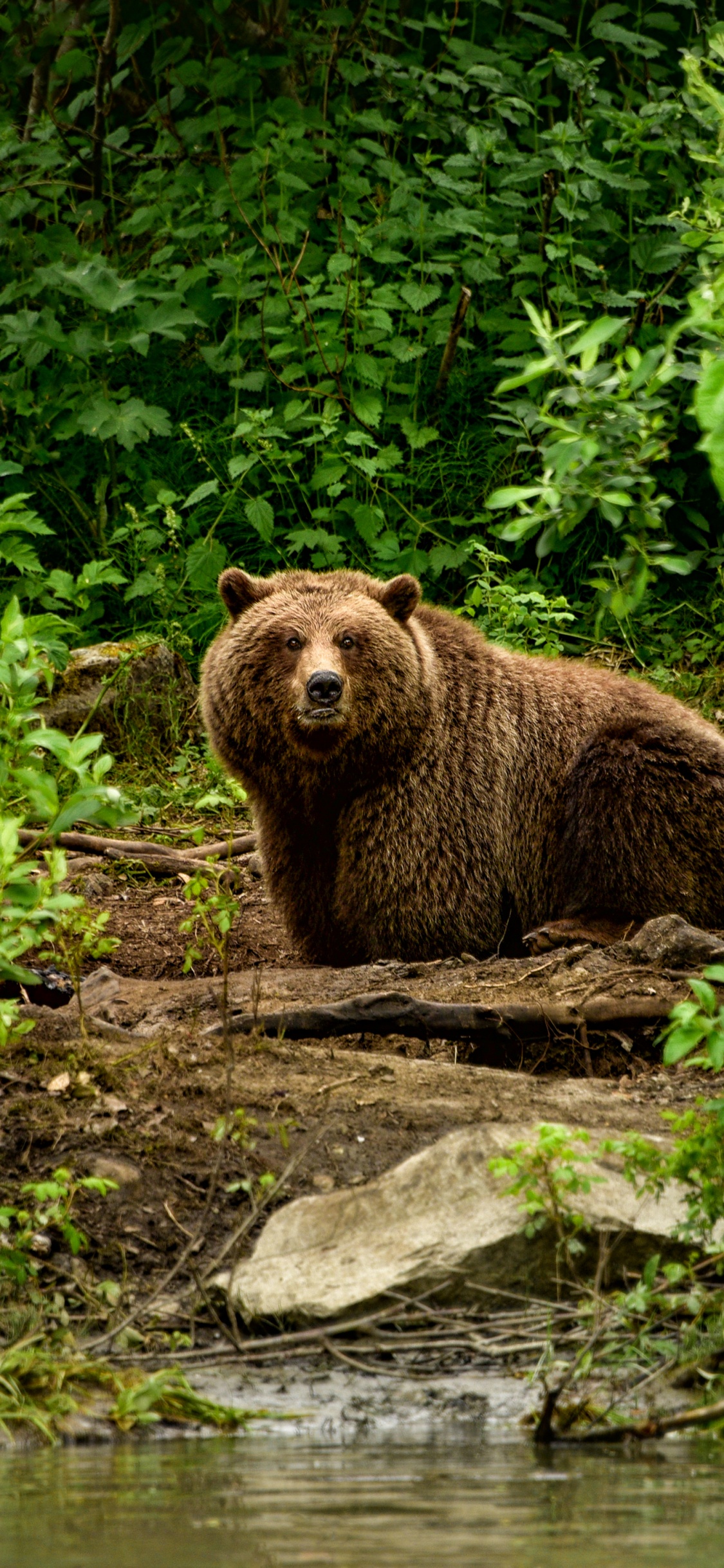 Oso Pardo Sobre la Hierba Verde Durante el Día. Wallpaper in 1125x2436 Resolution