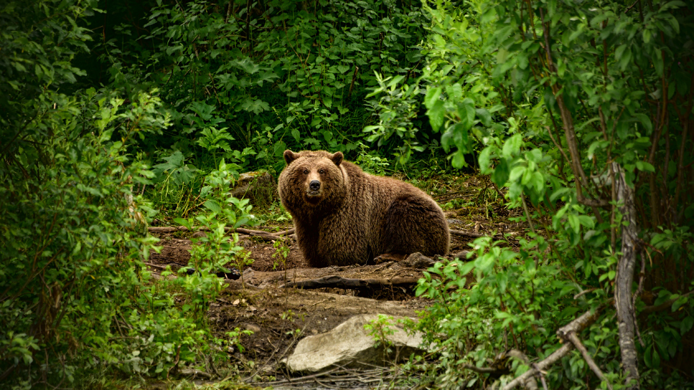 Ours Brun Sur L'herbe Verte Pendant la Journée. Wallpaper in 1366x768 Resolution