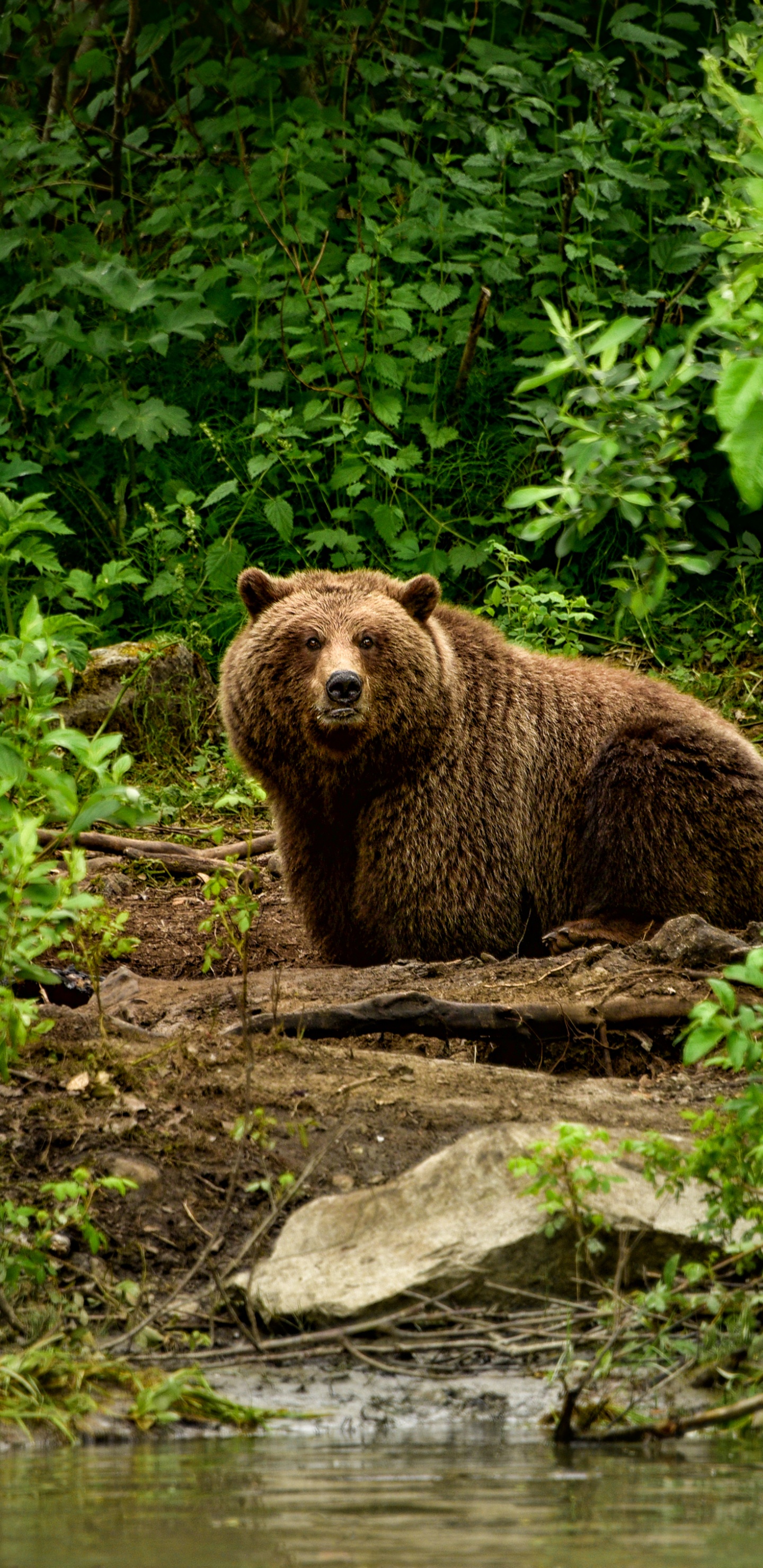 Ours Brun Sur L'herbe Verte Pendant la Journée. Wallpaper in 1440x2960 Resolution