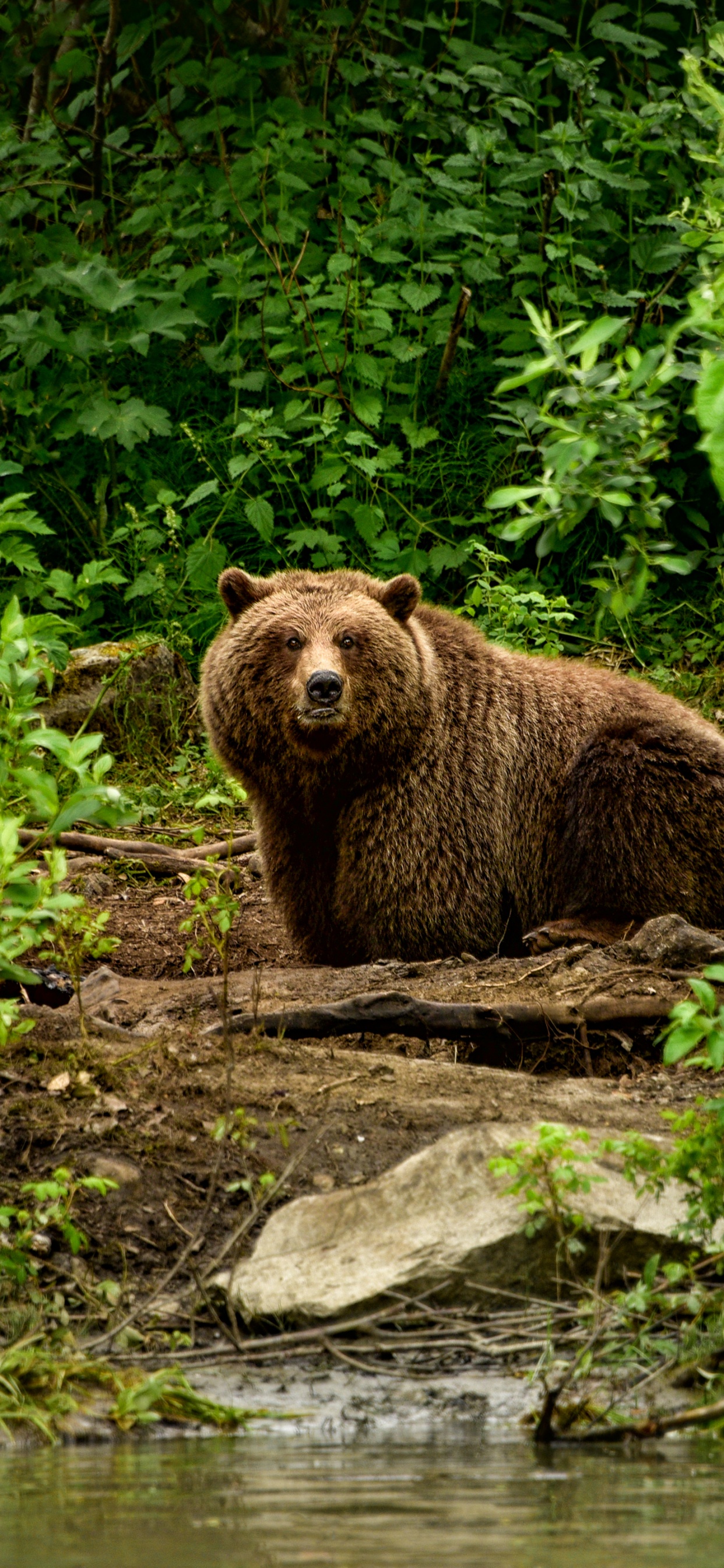 Braunbär Auf Grünem Gras Tagsüber. Wallpaper in 1242x2688 Resolution