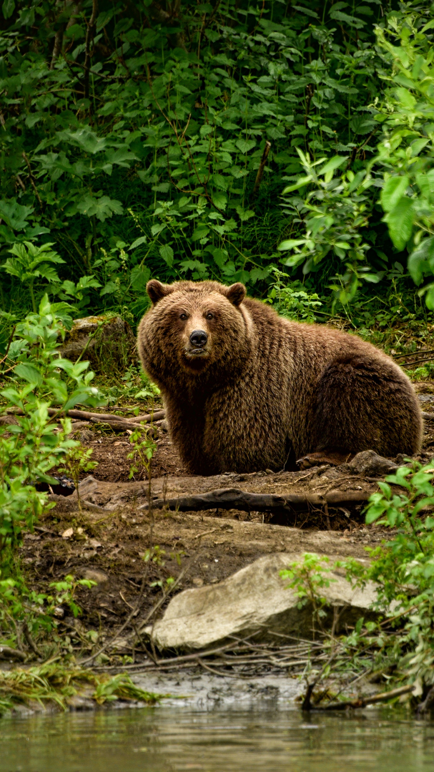 Braunbär Auf Grünem Gras Tagsüber. Wallpaper in 1440x2560 Resolution