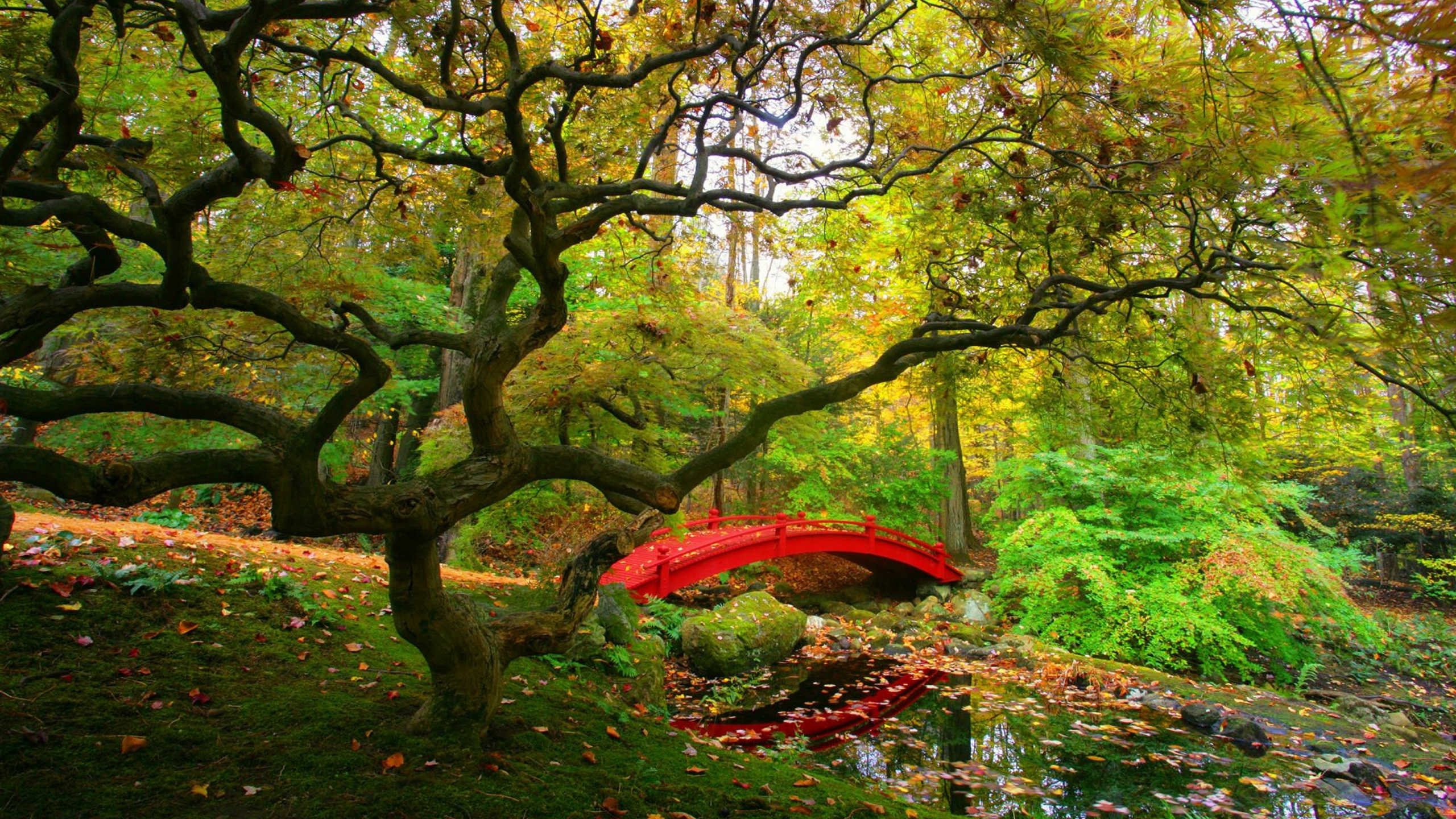 Red and Green Trees Near River During Daytime. Wallpaper in 2560x1440 Resolution