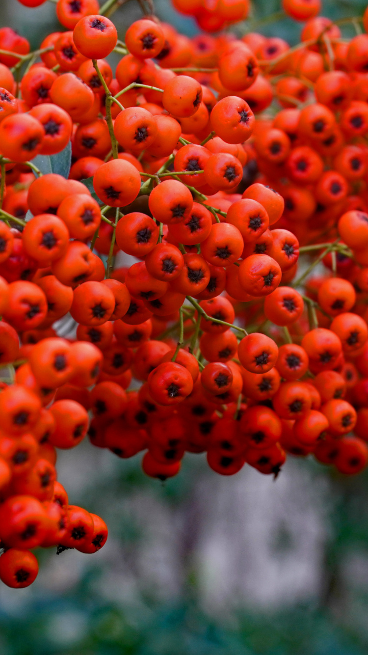 Rowan, Branch, Leaf, Botany, Orange. Wallpaper in 750x1334 Resolution