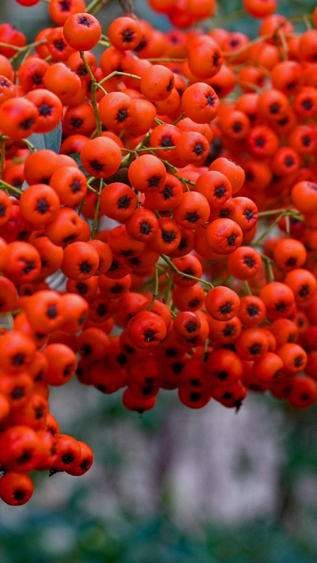 Rowan, Feuille, Botanique, Orange, Biome. Wallpaper in 1080x1920 Resolution