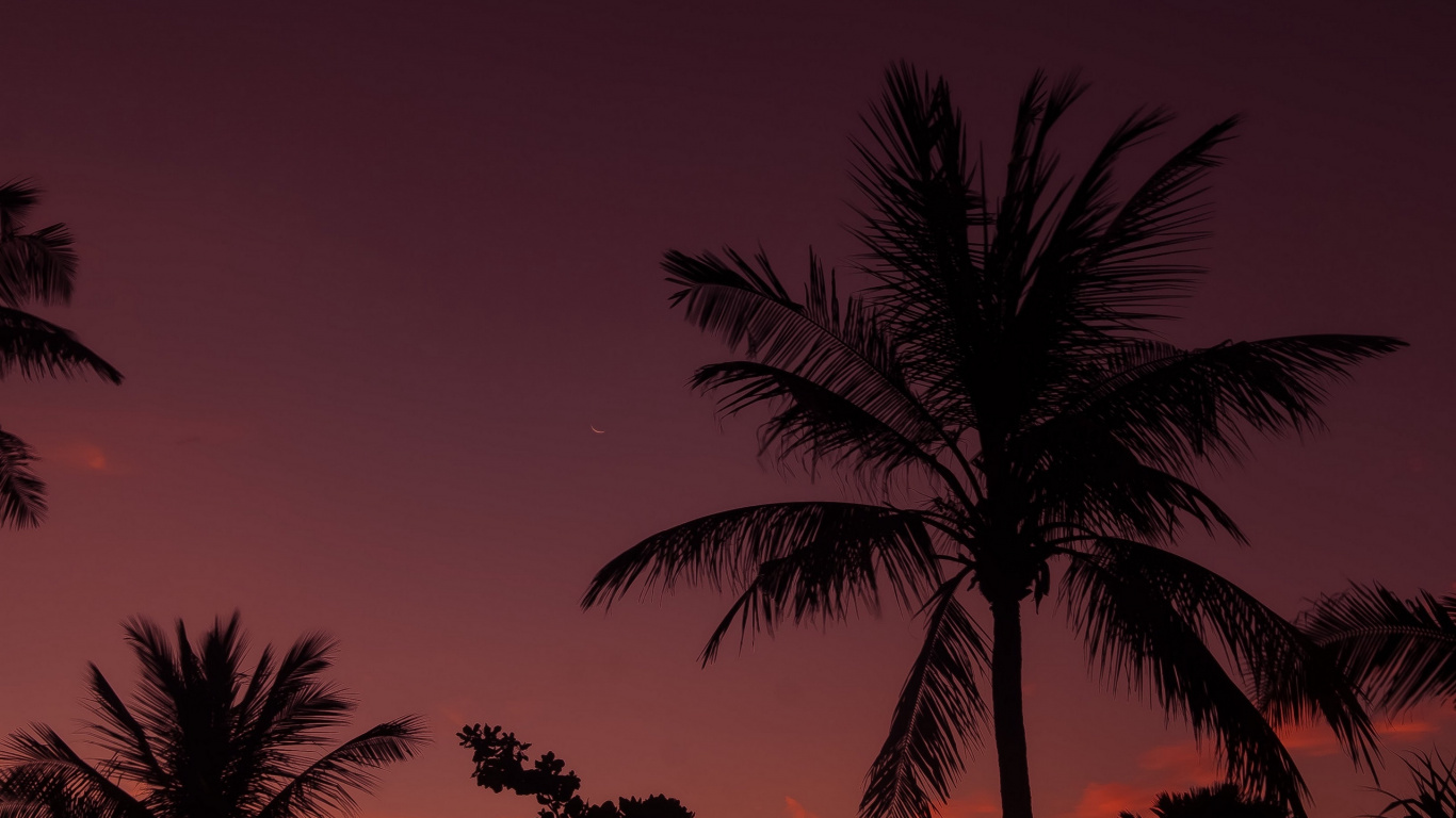 Palm Tree Under Orange Sky. Wallpaper in 1366x768 Resolution