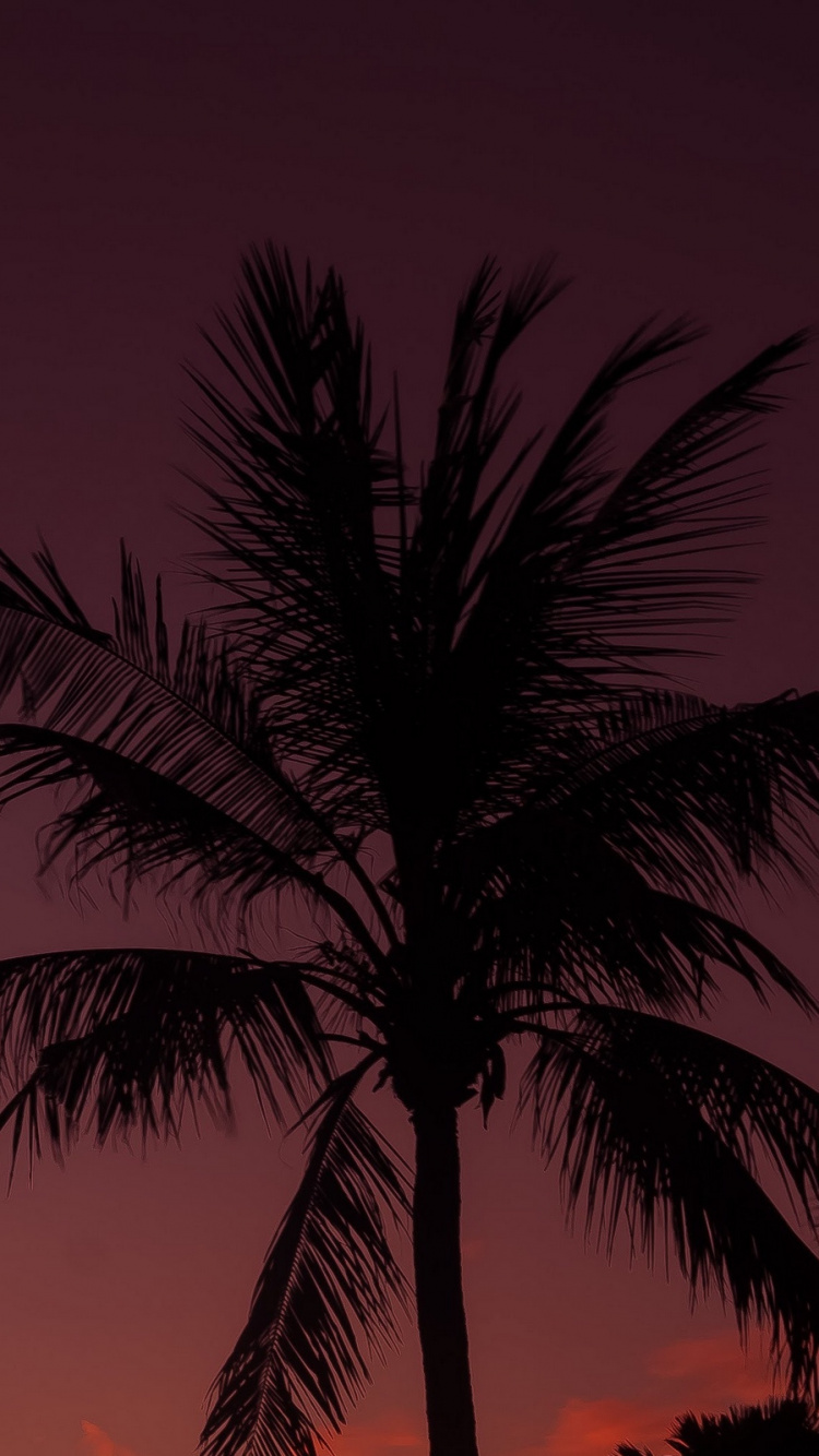 Palm Tree Under Orange Sky. Wallpaper in 750x1334 Resolution