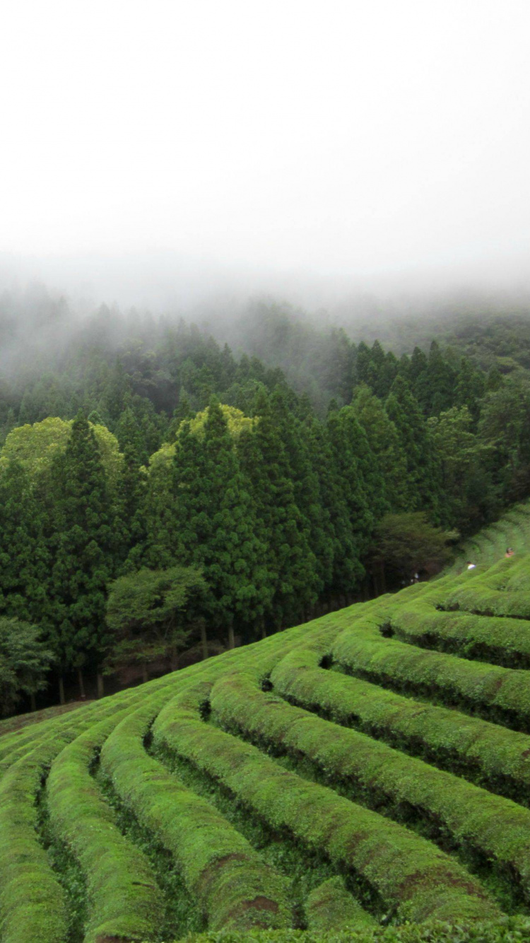 种植园, 山站, 高地, 植被, 大吉岭茶 壁纸 750x1334 允许