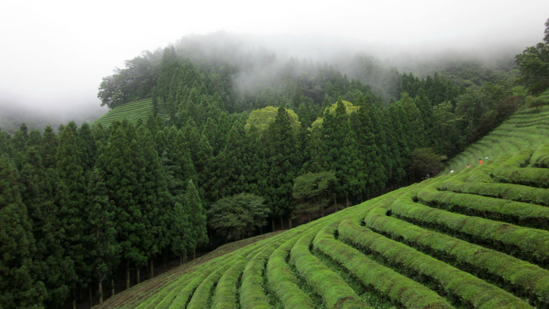 Чайная плантация Южная Корея