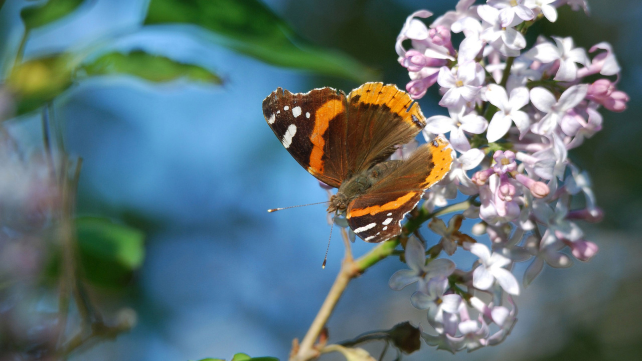 Papillon Orange et Noir Perché Sur Une Fleur Pourpre en Photographie Rapprochée Pendant la Journée. Wallpaper in 1280x720 Resolution