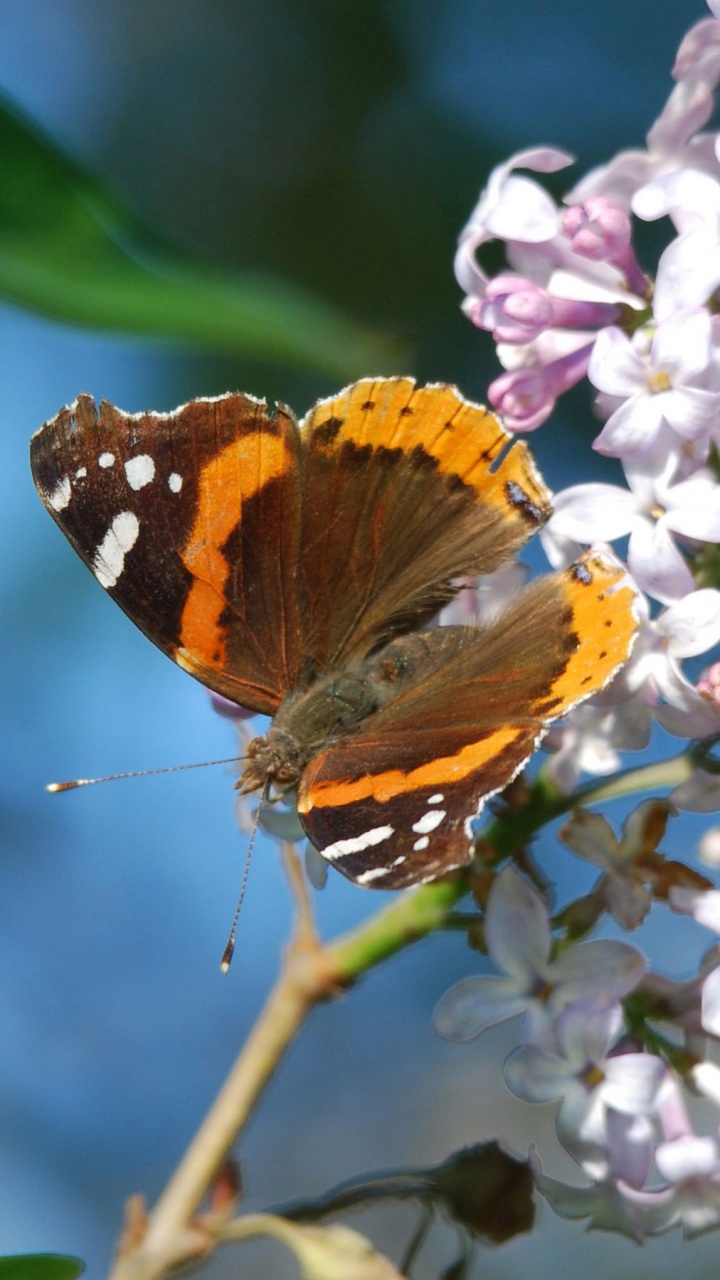 Orange and Black Butterfly Perched on Purple Flower in Close up Photography During Daytime. Wallpaper in 720x1280 Resolution