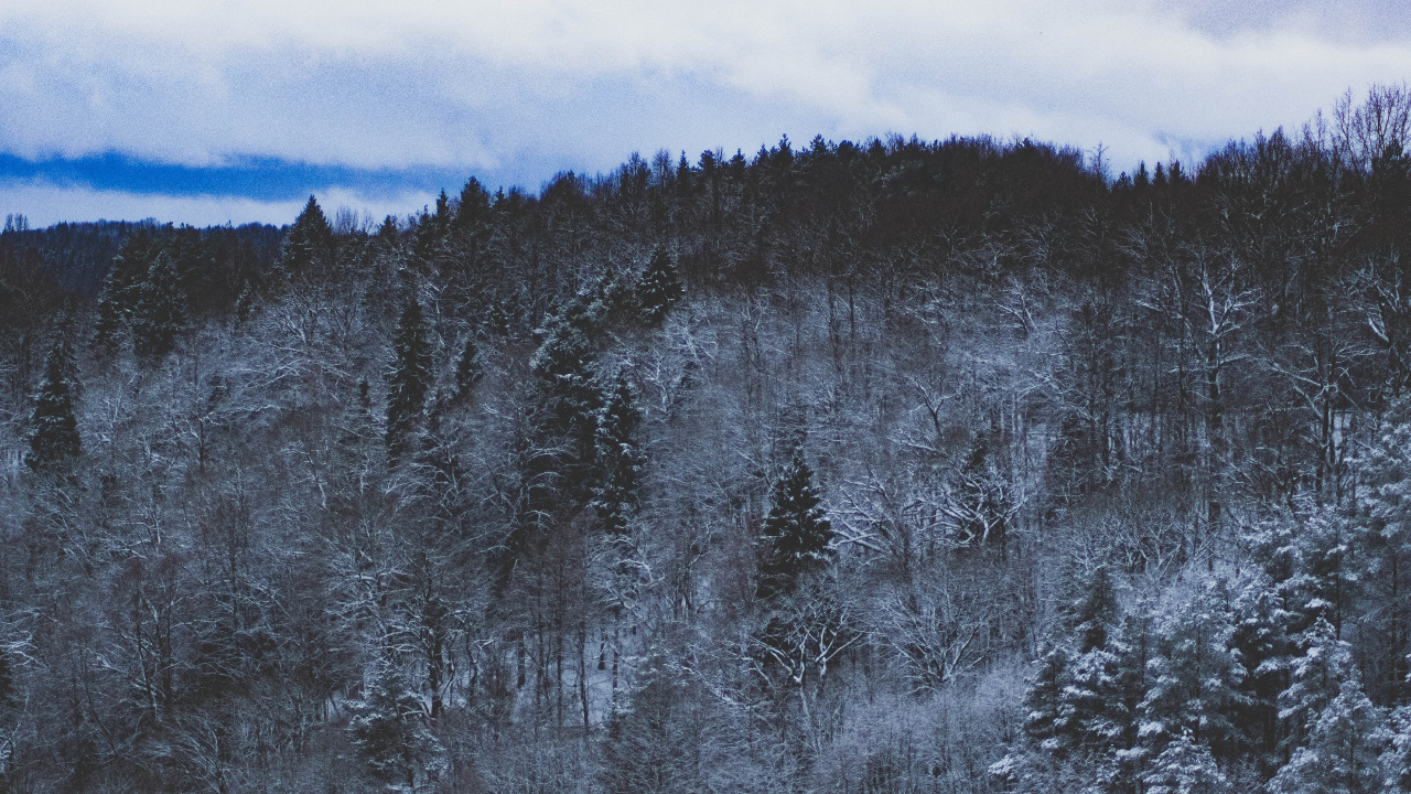 Blau, Baum, Wildnis, Winter, Einfrieren. Wallpaper in 1280x720 Resolution