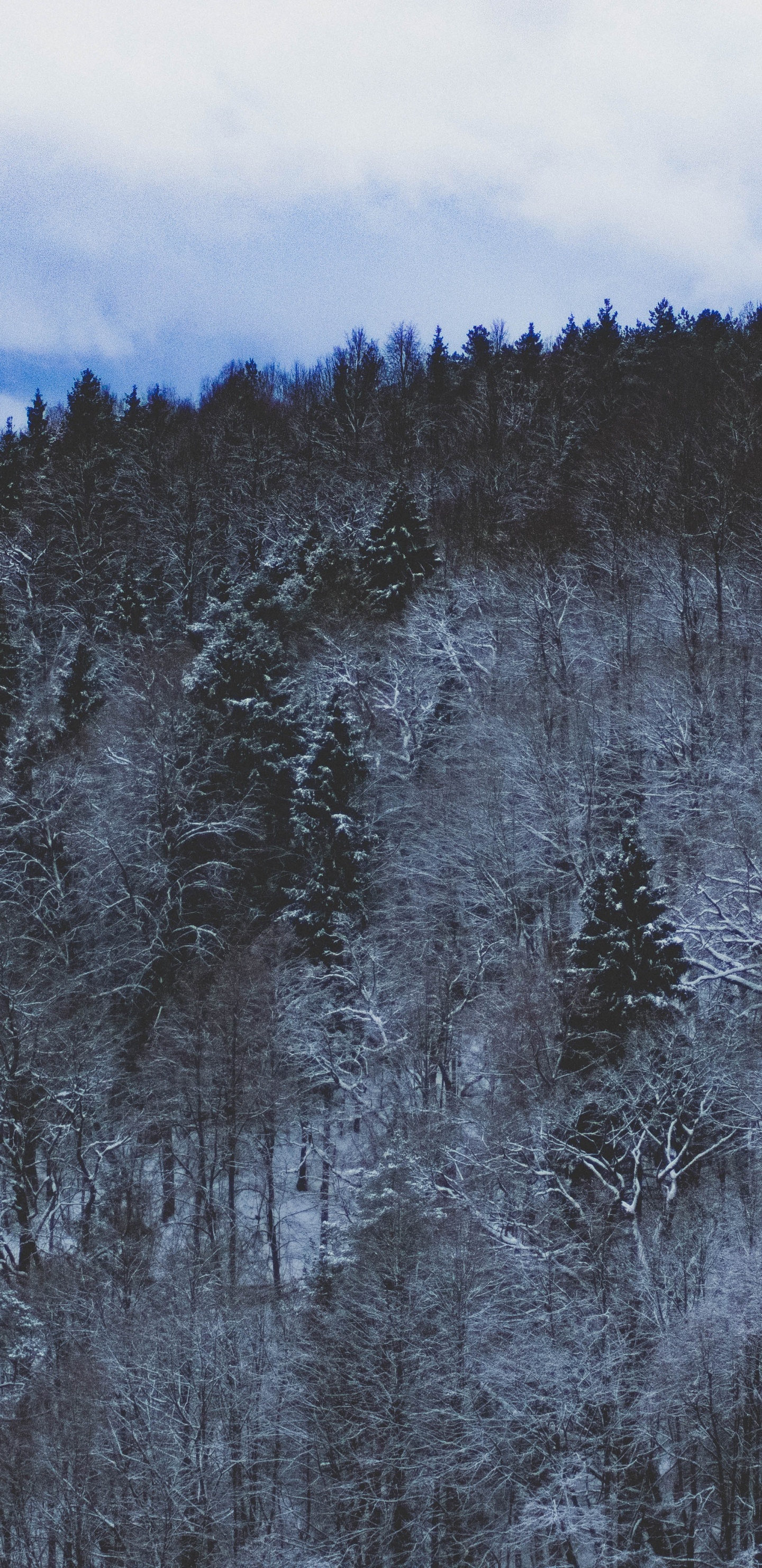 Blue, Tree, Wilderness, Winter, Freezing. Wallpaper in 1440x2960 Resolution