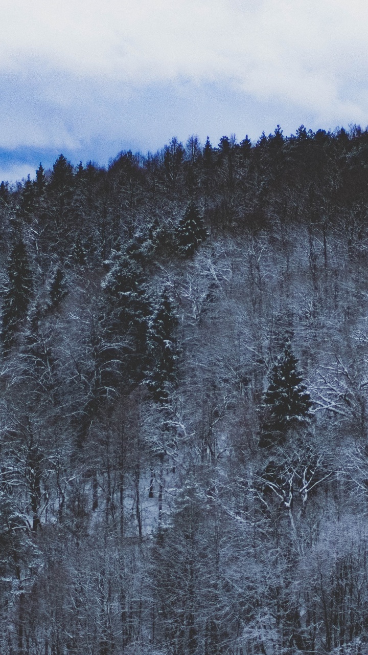 Blue, Tree, Wilderness, Winter, Freezing. Wallpaper in 720x1280 Resolution