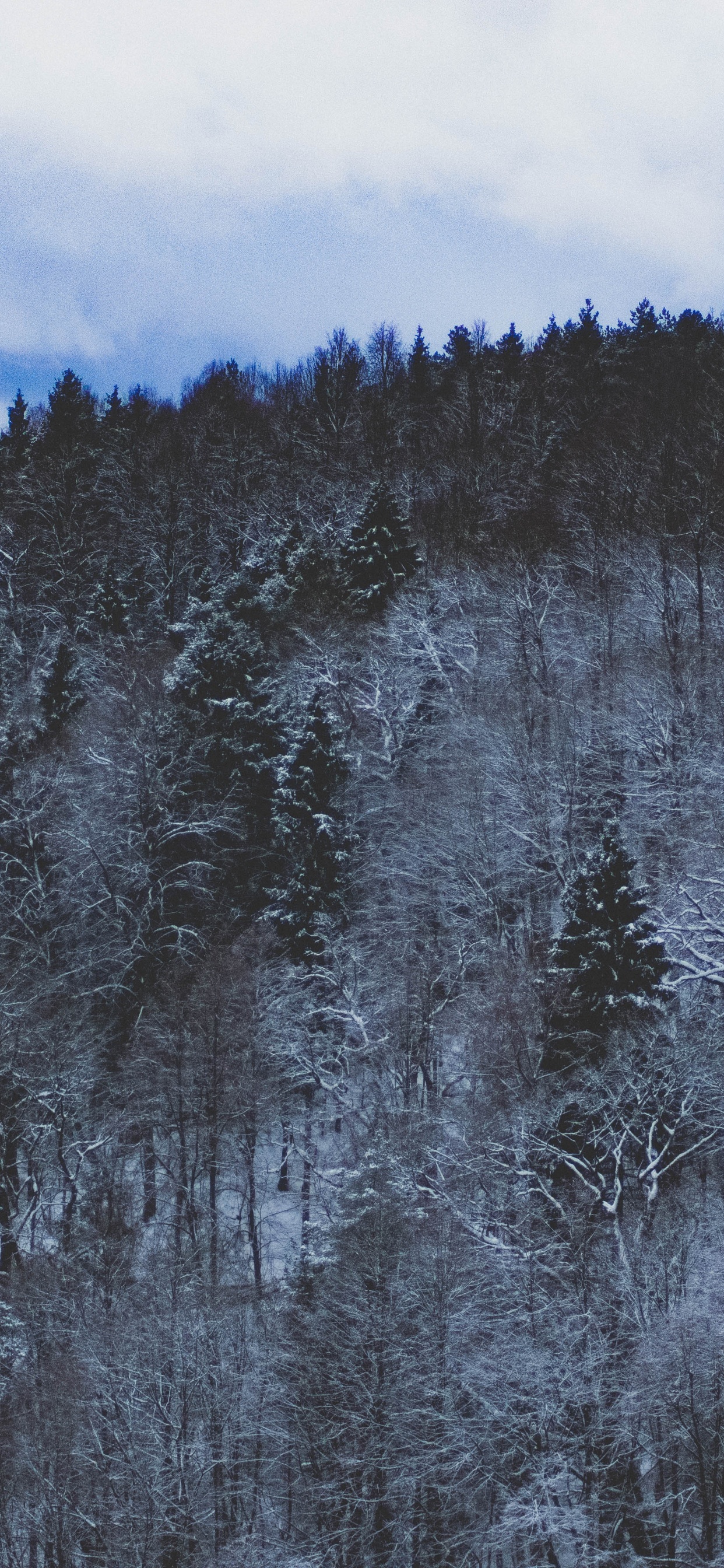 荒野, 冬天, 冻结, 地质学, 草 壁纸 1242x2688 允许