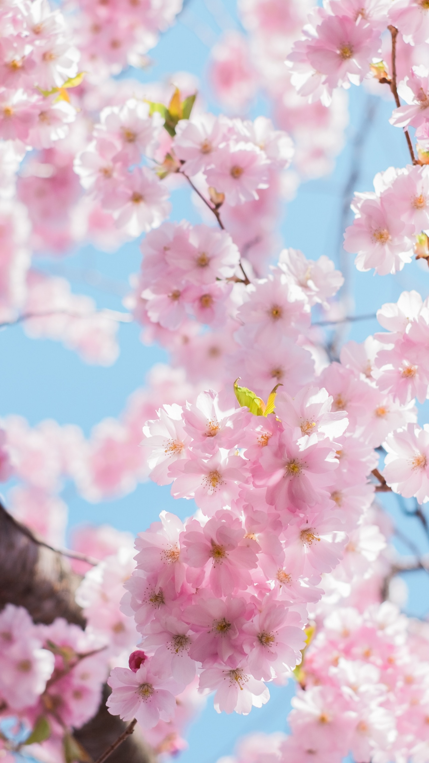 Cherry Blossom, Cherry, Flower, Plant, Petal. Wallpaper in 1440x2560 Resolution