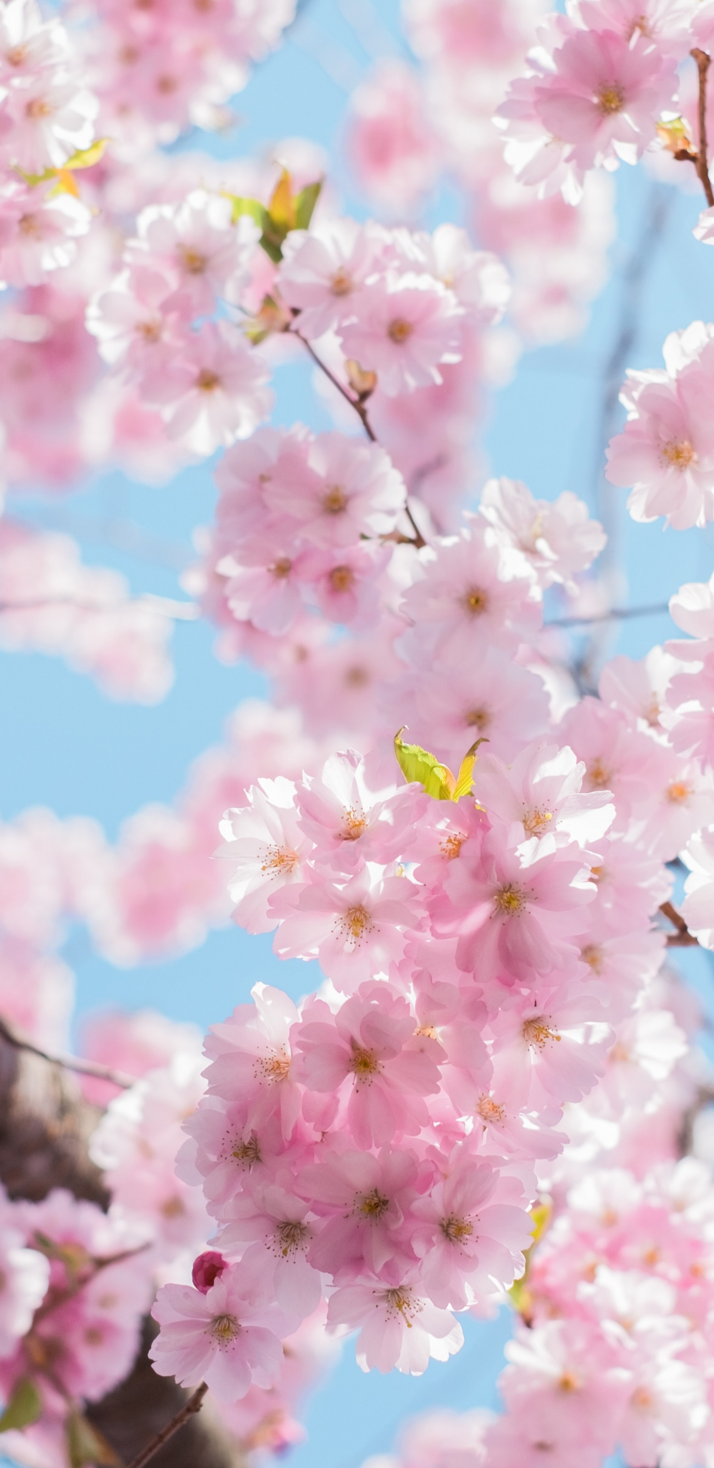 Cherry Blossom, Cherry, Flower, Plant, Petal. Wallpaper in 1440x2960 Resolution