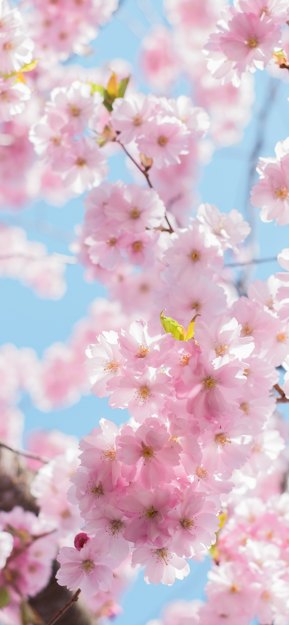 樱花, 树枝, 手势, 粉红色 壁纸 1125x2436 允许